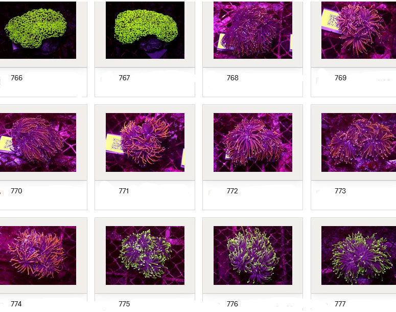 Kupang Corals