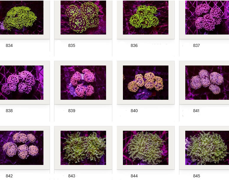 Kupang Corals