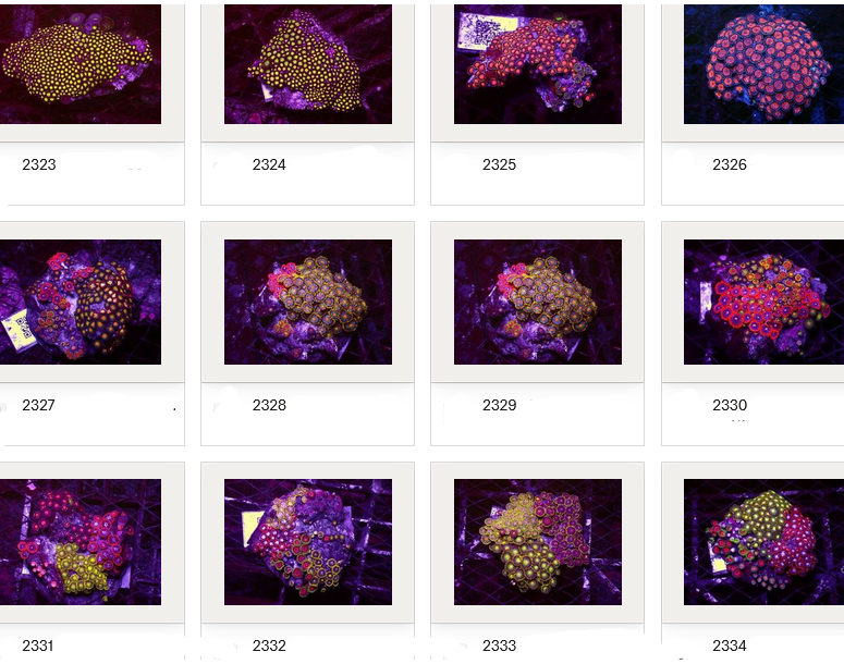 Kupang Corals