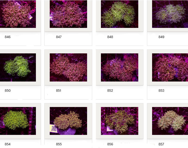 Kupang Corals