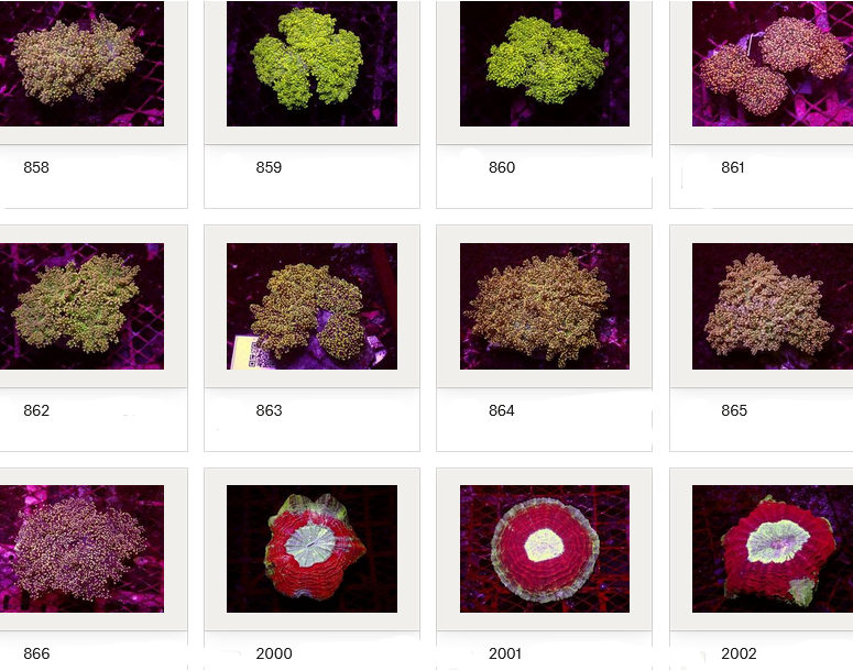 Kupang Corals