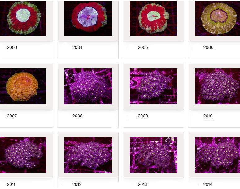 Kupang Corals