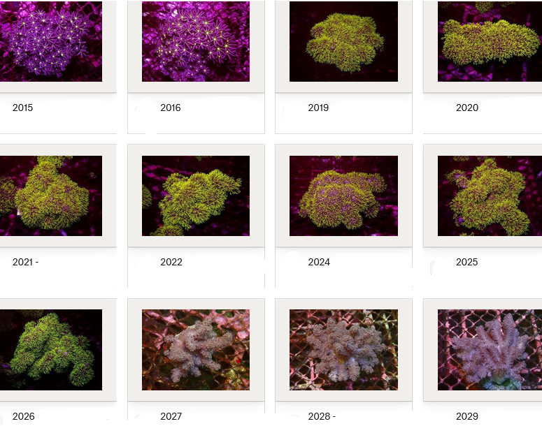 Kupang Corals