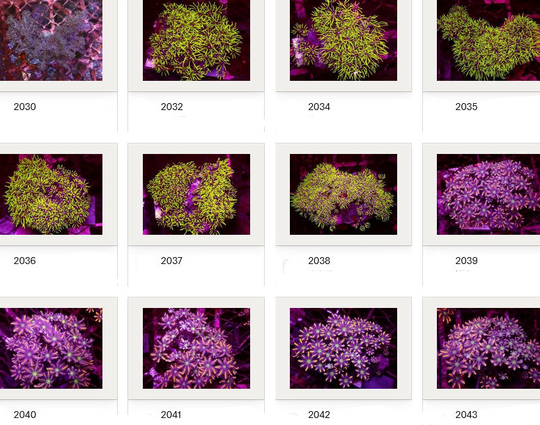 Kupang Corals