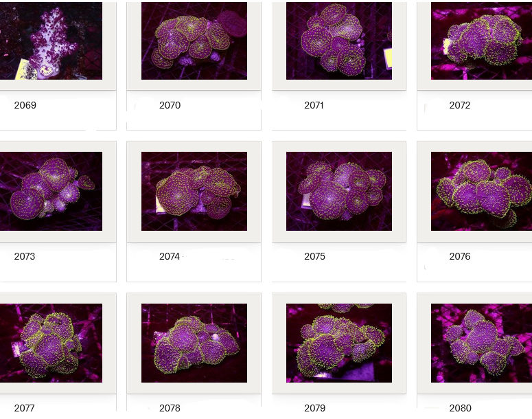 Kupang Corals