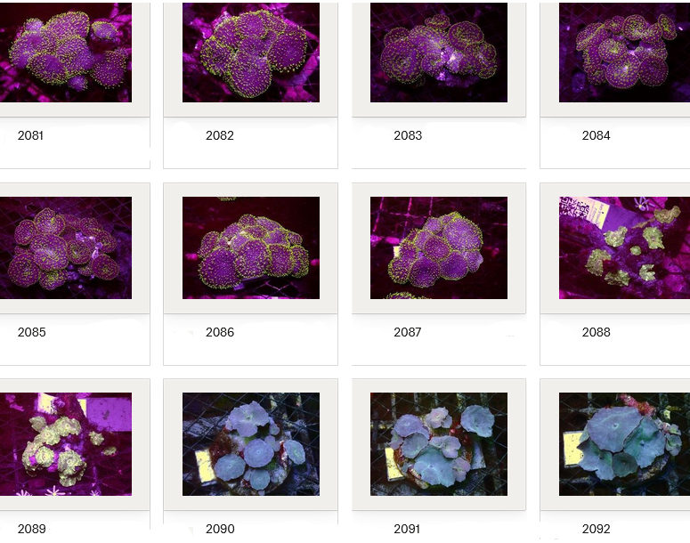 Kupang Corals