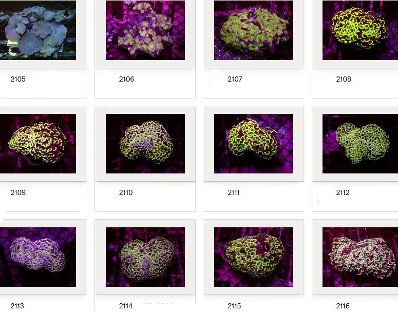 Kupang Corals