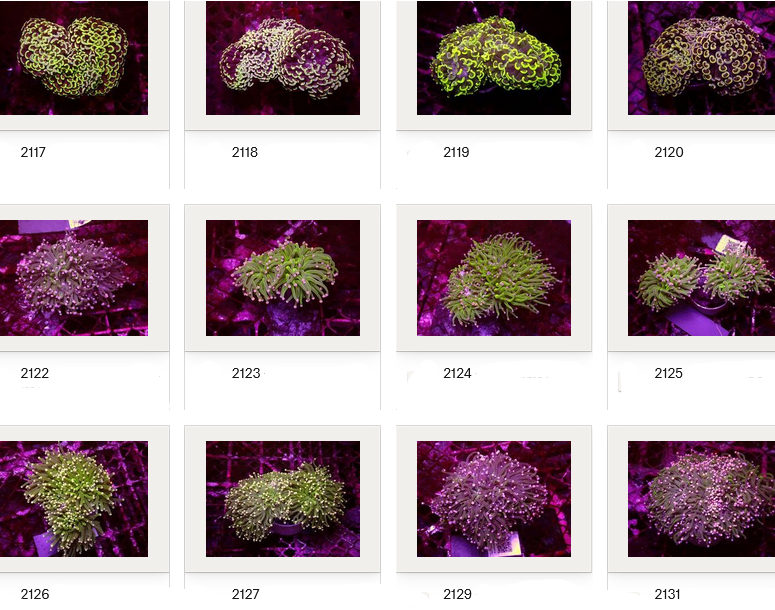 Kupang Corals