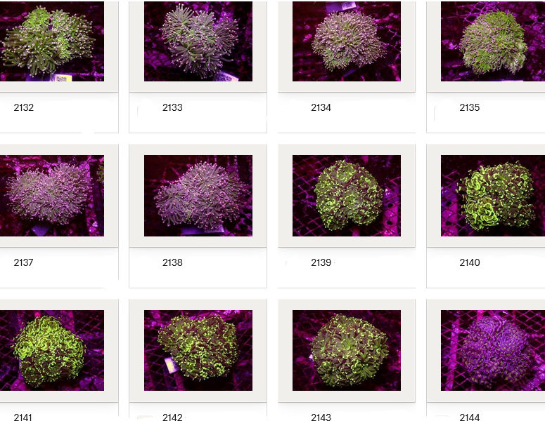 Kupang Corals