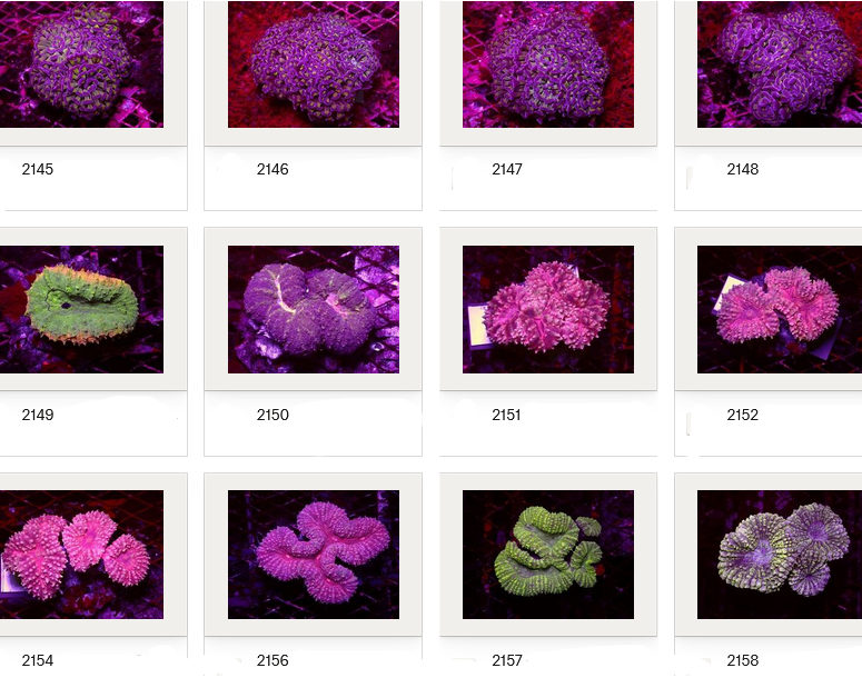 Kupang Corals