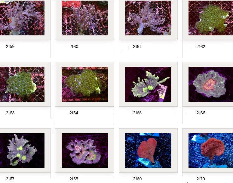 Kupang Corals