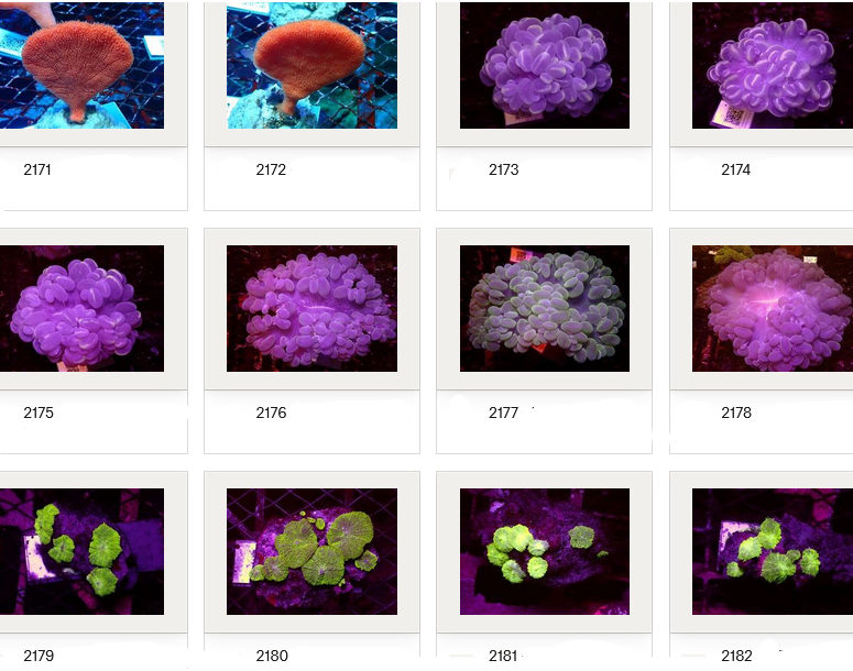Kupang Corals