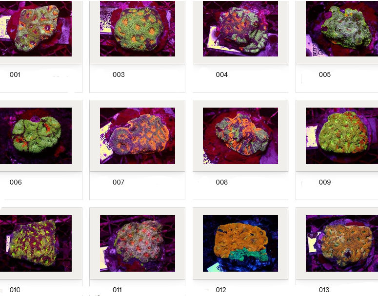 Kupang Corals