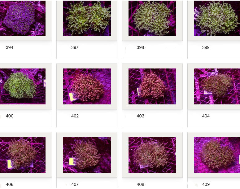 Kupang Corals