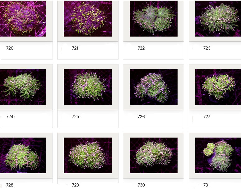 Kupang Corals
