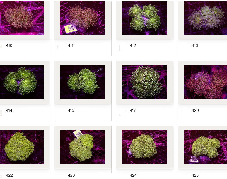 Kupang Corals