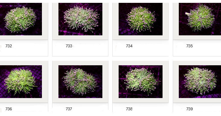 Kupang Corals