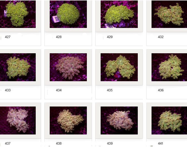 Kupang Corals