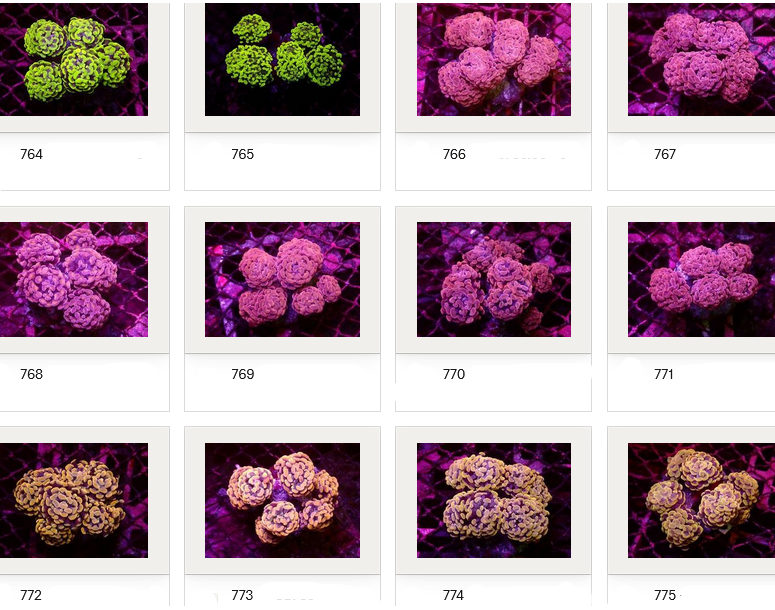 Kupang Corals