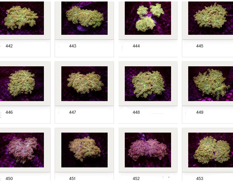 Kupang Corals