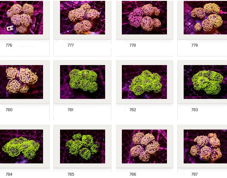 Kupang Corals