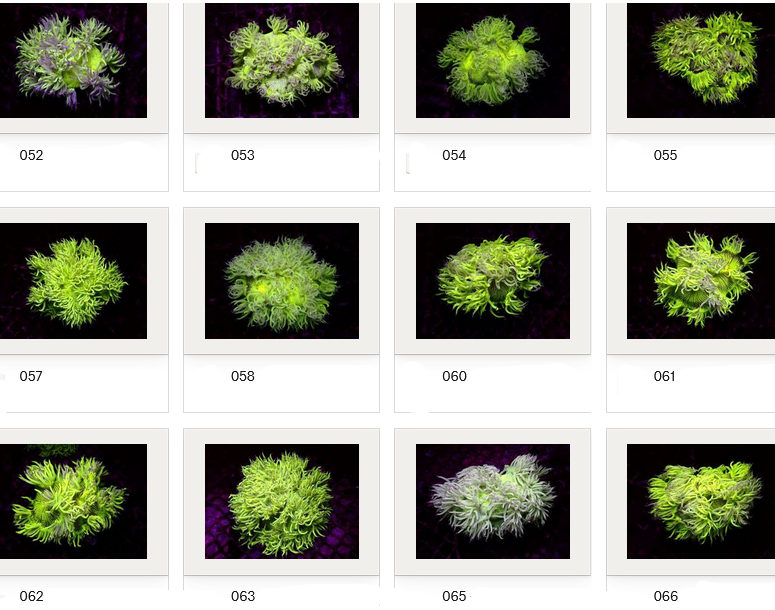 Kupang Corals