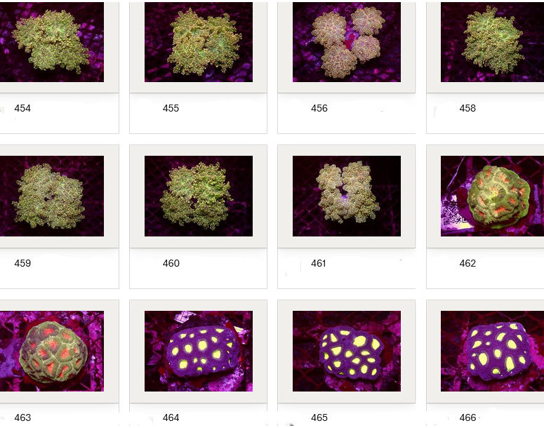 Kupang Corals