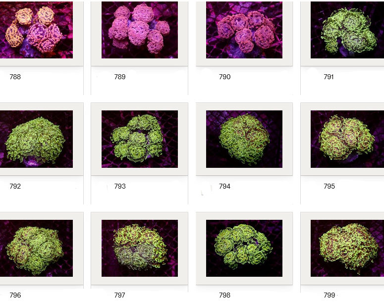 Kupang Corals