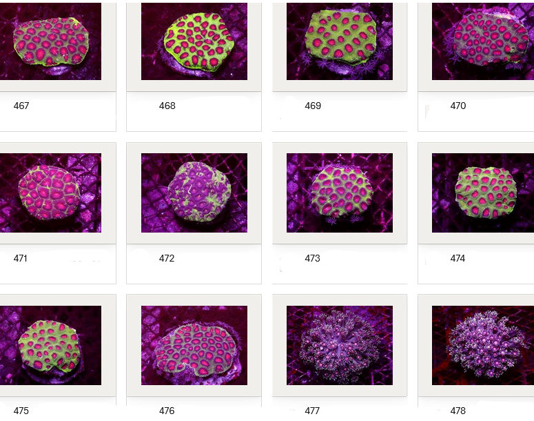 Kupang Corals