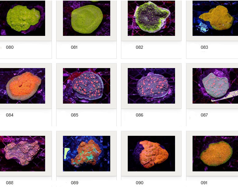 Kupang Corals