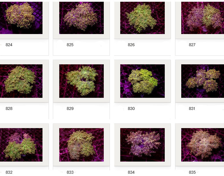 Kupang Corals