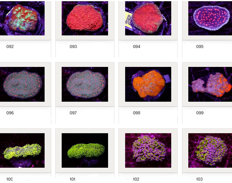 Kupang Corals