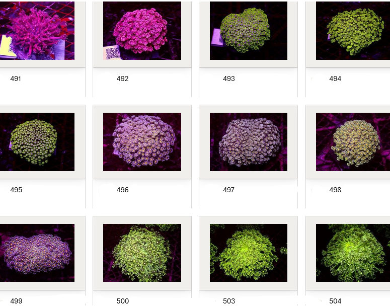 Kupang Corals