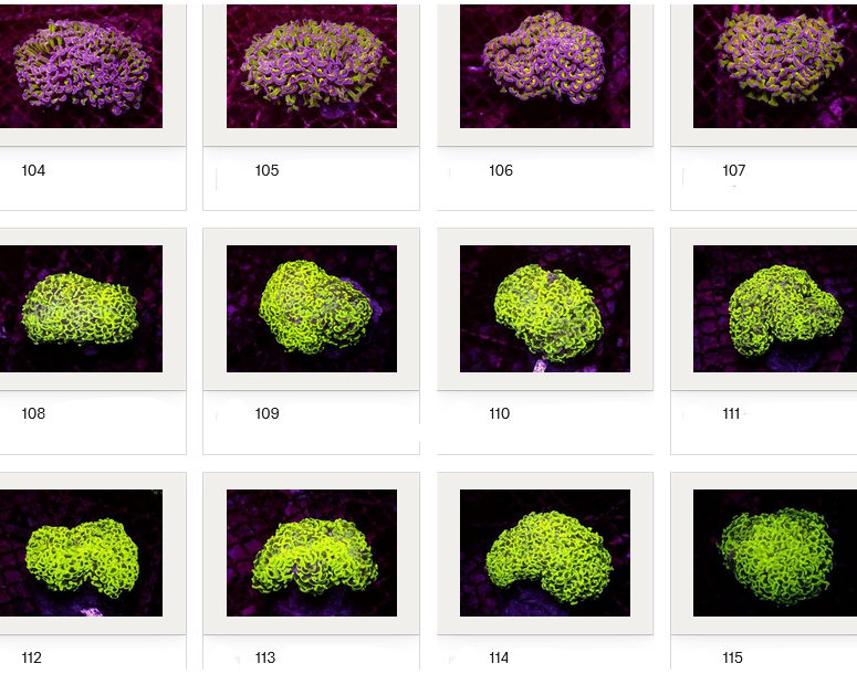 Kupang Corals