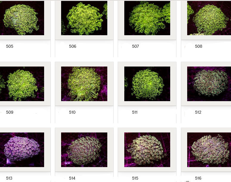 Kupang Corals
