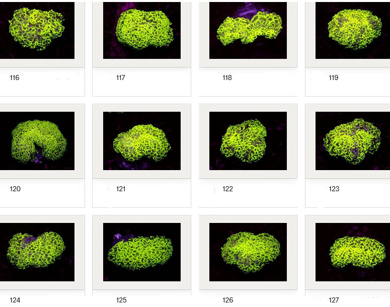 Kupang Corals