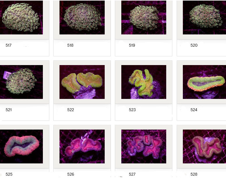Kupang Corals