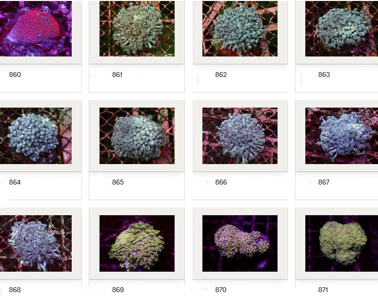 Kupang Corals