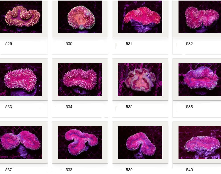 Kupang Corals