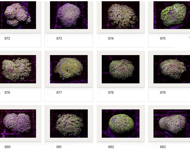 Kupang Corals