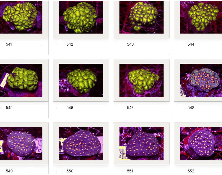 Kupang Corals