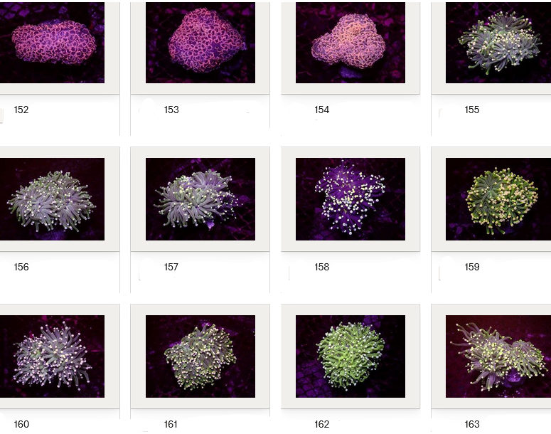 Kupang Corals