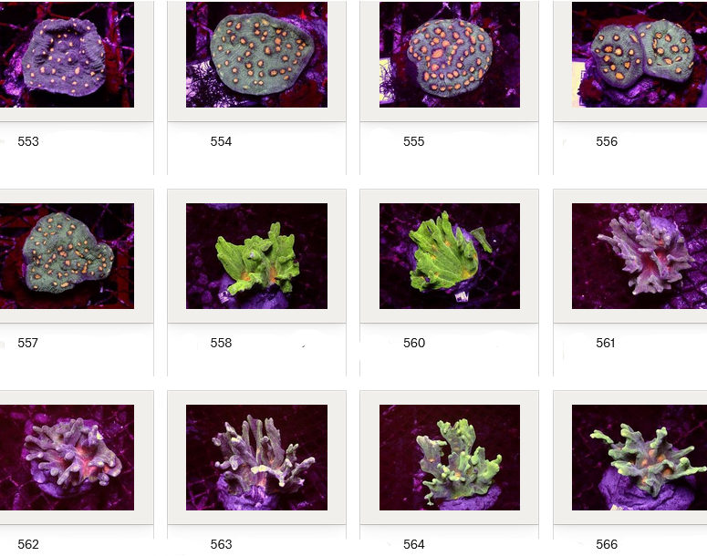 Kupang Corals