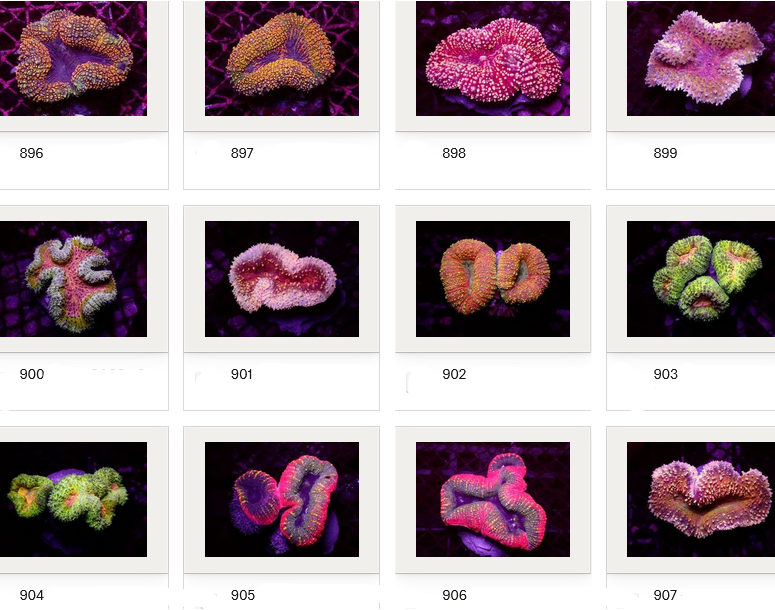 Kupang Corals