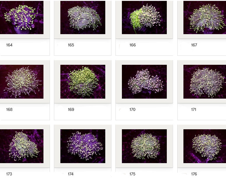 Kupang Corals