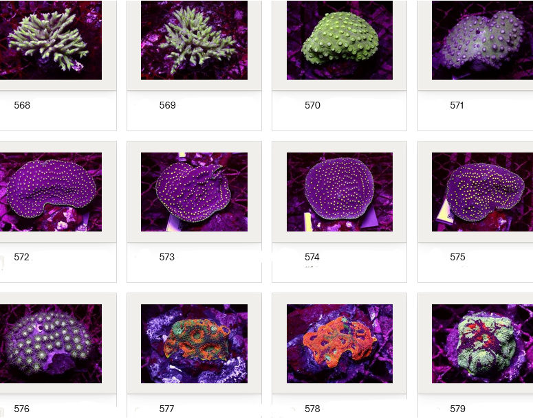 Kupang Corals