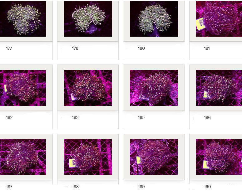 Kupang Corals