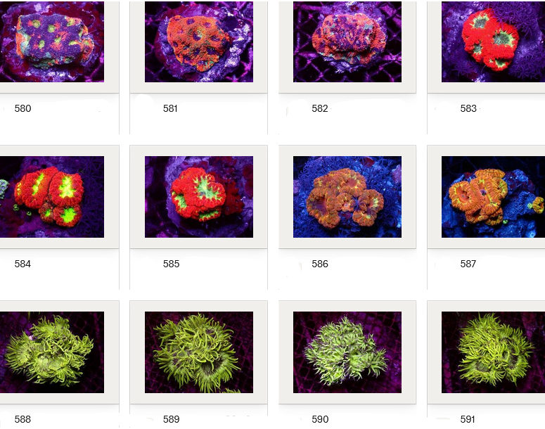 Kupang Corals