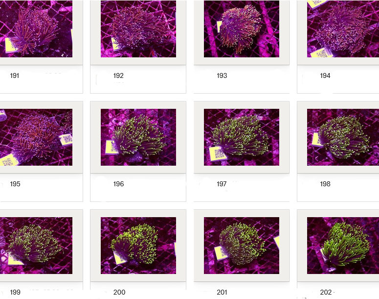 Kupang Corals