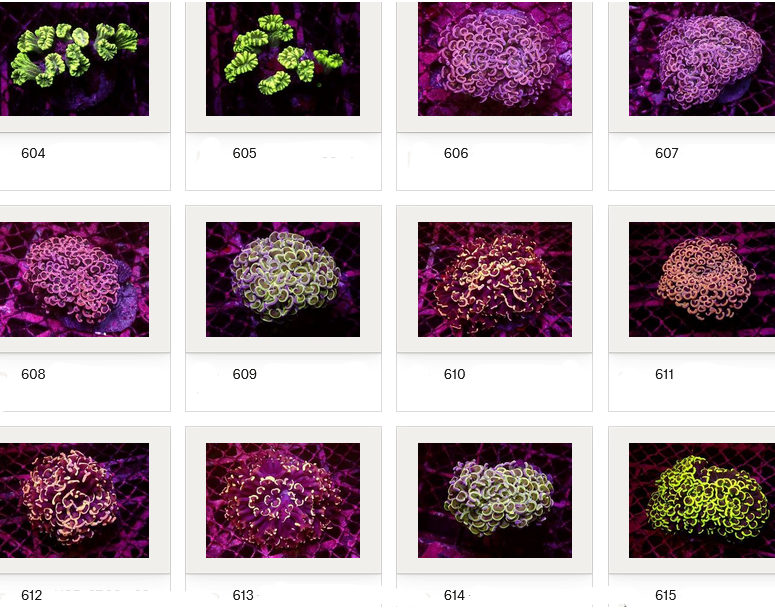 Kupang Corals